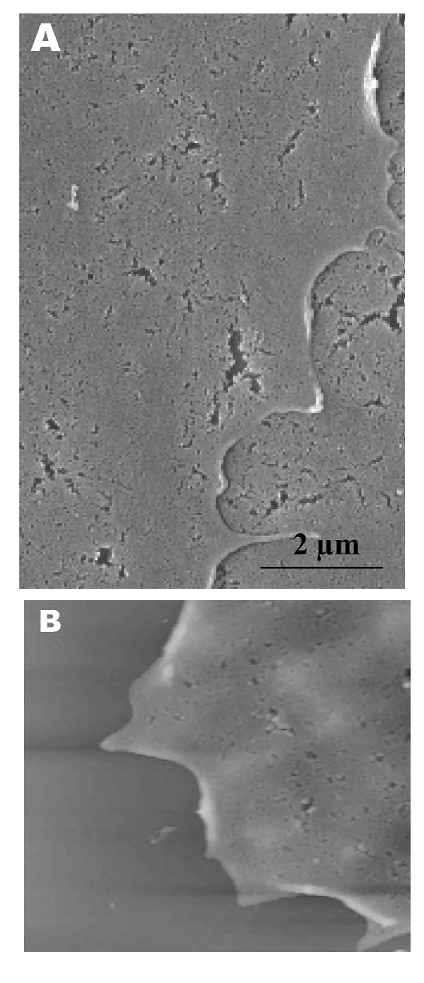 Scanning electron (A) and atomic force (B) microscopy images of uninfected Vero cells. A) Under the scanning electron microscope, uninfected cells look relatively flat with minimal surface morphology. No pronounced pseudopodia are visible on the cell edge or surfaces. B) Atomic force microscopy confirms the form and structure seen in panel A. Cell surface is uniformly flat.