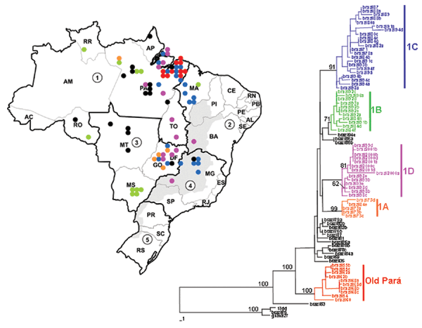Brazilian NS5/3´NCR phylogeny (576 nt) based on yellow fever isolates (neighbor-joining tree, Kimura 2-parameter distance correction, midpoint rooted). Geographic origin of isolates is indicated on map. 1: North (AC, Acre; AM, Amazonas; AP, Amapá; PA, Pará; RO, Rondônia; RR, Roraima; TO, Tocantins). 2: Northeast (AL, Alagoas; BA, Bahia; CE, Ceará; MA, Maranhão; PB, Paraiba; PE, Pernambuco; PI, Piaui; RN, Rio Grande do Norte; SE, Sergipe). 3: Central West (DF, Distrito Federal; GO, Goiás; MT,Mato