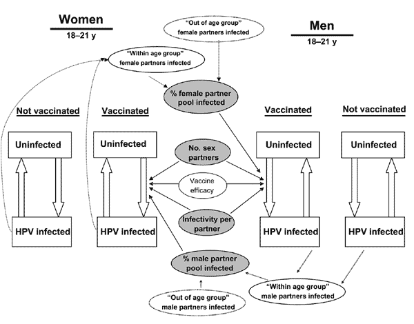 Schematic of the transmission model. The model is divided into nine age categories, with four subcategories per age group (not shown) based on different levels of sexual activity. In each period, uninfected persons can become infected. Infection rates are based on number of sexual partners per year, infectivity per infected partner, and percentage of potential partners who are infected. These variables are age- and risk-group specific. Infection rates for vaccinated persons also depend on the es