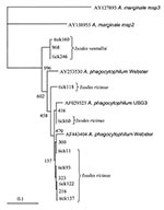 Thumbnail of Dendrogram showing the phylogenetic relationships of the msp2 sequences of the newly identified strains and other representative sequences from North American Anaplasma phagocytophilum strains (Webster strain–Wisconsin and USG3 strain–eastern United States), and from A. marginale Florida strain (msp2 and msp3). Bootstrap values (out of 1,000 iterations) are shown at the nodes. Bar, substitutions/1,000 bp.