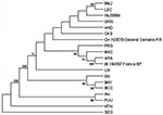 Thumbnail of Phylogenetic relationships between Brazilian and previously characterized hantaviruses. Abbreviations and GenBank accession numbers of the previously published sequences of the hantaviruses used in this study are listed in the legend of Figure 2. Maximum parsimony analysis of the nucleotide sequence of the 1,239-nt fragment of the M segment with the heuristic search option. Bootstrap values of &gt;50%, obtained from 500 replicates of the analysis are shown.