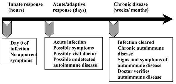 Infections occur before the onset of symptoms of autoimmune disease, making links to specific causative agents difficult. When a person is first infected (day 0), usually no symptoms are apparent. Signs and symptoms of autoimmune disease are clearly present and easily confirmed by physicians during the chronic stage of autoimmunity. However, the infection has been cleared by this time, making it difficult to establish that an infection caused the autoimmune disease. Modified from (16).