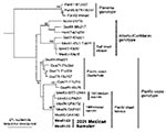 Thumbnail of Maximum parsimony phylogenetic tree derived from partial PE2 envelope glycoprotein precursor gene sequences showing relationships of the newly isolated Venezuelan equine encephalitis virus (VEEV) strains from sentinel hamsters (Mex01-22 and Mex01-32) to other subtype IE strains sequenced previously (19). Strains are designated by country abbreviation followed by year of isolation and strain designation. Numbers indicate nucleotide substitutions assigned to each branch.