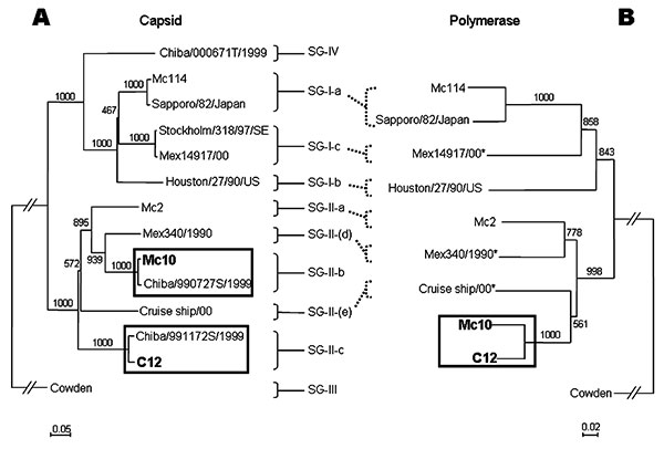 Phylogenetic analysis of (A) capsid (376 nt) and (B) polymerase (289 nt) sequences of Mc10, C12, and additional strains in GenBank. Sapovirus capsid sequences were classified on the basis of the scheme of Okada et al. (10). Two unclassified strains, Mex340/1990 and Cruise ship/00, were assigned SG-II-(d) and SG-II-(e). The asterisks indicate noncontinuous polymerase-capsid sequences. The numbers on each branch indicate the bootstrap values for the genotype. Bootstrap values of &gt;950 were consi