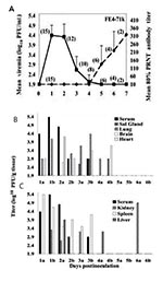 Thumbnail of A) Viremia and neutralizing antibody profiles in F1 Florida cotton rats serially sacrificed at daily intervals after infection with 3.2 log10 PFU of Everglades virus strain FE4-71k administered subcutaneously in the left thigh. Lines on each graph represent the geometric mean viremia or mean 80% plaque reduction neutralization test (PRNT) antibody titers; the number of rats bled at each time point is denoted in parentheses above each point. Error bars denote standard deviations. Eve