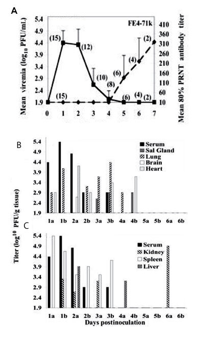 A) Viremia and neutralizing antibody profiles in F1 Florida cotton rats serially sacrificed at daily intervals after infection with 3.2 log10 PFU of Everglades virus strain FE4-71k administered subcutaneously in the left thigh. Lines on each graph represent the geometric mean viremia or mean 80% plaque reduction neutralization test (PRNT) antibody titers; the number of rats bled at each time point is denoted in parentheses above each point. Error bars denote standard deviations. Everglades virus