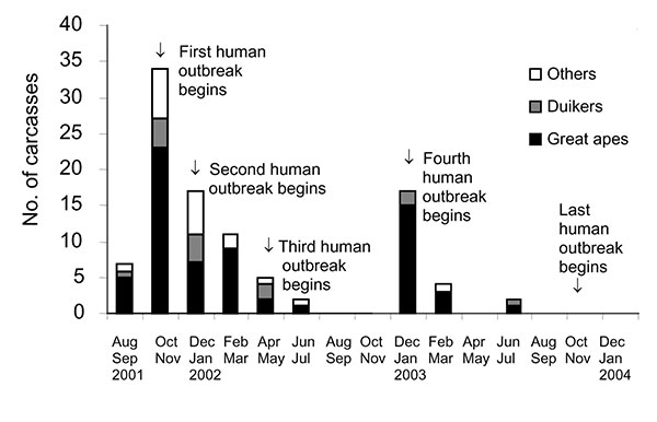 Temporal distribution of carcasses found in the forest straddling the border between Gabon and the Republic of Congo (2001–2003). The duration of human outbreaks is also shown. Two peaks of mortality were observed: the first occurred in the Ekata region (Gabon) from November to December 2001 and the second from December 2002 to February 2003 in the Lossi gorilla sanctuary (Republic of Congo).