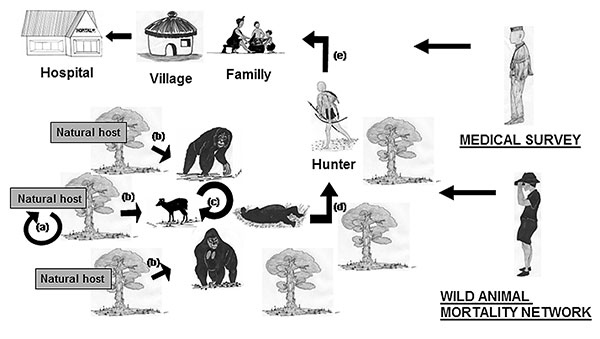 Schematic representation of the Ebola cycle in the equatorial forest and proposed strategy to avoid Ebola virus transmission to humans and its subsequent human-human propagation. Ebola virus replication in the natural host (a). Wild animal infection by the natural host(s) (b), no doubt the main source of infection. Wild animal infection by contact with live or dead wild animals (c). This scenario would play a marginal role. Infection of hunters by manipulation of infected wild animal carcasses o