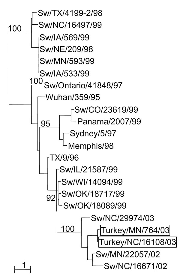 Phylogenetic tree representing the HA nucleotide sequences of two H3N2 influenza viruses isolated from turkeys on geographically distant farms in the United States and of selected swine influenza virus strains. Nucleotide sequences were aligned by using the Clustal_X (19) program, and phylograms were generated by the neighbor-joining method using the NJplot program (20). The scale is proportional to the numbers of substitutions per nucleotide.