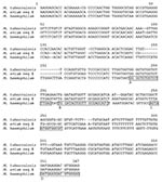 Thumbnail of Alignment of internal transcribed spacers (ITS) and partial 23S sequences with primers and probes used for real-time polymerase chain (PCR) reaction. (nucleotides [nt] 1 to 301 make up the total ITS region; nt 302 to 367 are coding for partial 23S gene). The Mycobacterium haemophilum sequence was derived from 3 different patients, but no variation was found. A, forward primer for real-time PCR; B, Mycobacterium genus–specific probe; C, M. haemophilum–specific probe; D, reverse primer for real time–polymerase chain reaction.