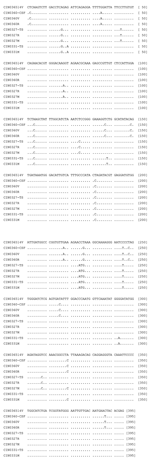 Thumbnail of Partial G gene nucleotide sequence alignment of 3 Chandipura viruses (CHPV) isolated during the outbreak along with the corresponding sequence derived from the clinical samples. For details on isolates, see Table 1. GenBank accession numbers for the sequences derived from clinical specimens and published earlier (1) are AY554407, AY554409, and AY554411.