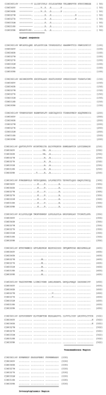 Thumbnail of Alignment of the deduced amino acid sequences of the G protein of different isolates of Chandipura virus. For details on isolates, see Table 1. Solid bars represent signal sequence (1–18 amino acids [aa]), transmembrane region sequence (482–502 aa), and the intracytoplasmic region sequence (503–530 aa).