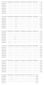 Thumbnail of Alignment of the deduced amino acid sequences of the P protein of different isolates of Chandipura virus. For details on isolates, see Table 1.