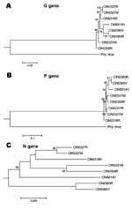 Thumbnail of Phylogenetic analyses of complete G gene (A), P gene (B), and N gene (C) of Chandipura virus isolates. For details on isolates, see Table 2. Percent bootstrap support is indicated by the values at each node. For G and P gene-based analyses, Piry virus (GenBank accession no. D26175) was used as an outgroup. For N gene, an unrooted tree was constructed because the sequence for Piry virus was not available.