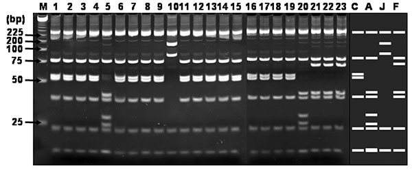 Restriction fragment length polymorphism analysis of H1 products amplified with multiplex-nested primer set from seropositive sera. Ethidium bromide–stained polyacrylamide gels of AluI restriction endonuclease digestion of ≈420 bp rickettsial DNA amplified by using the nested primer H set WJ77/80 in the primary reactions and WJ79/83/78 in the nested reactions. Lanes: M, size marker DNA (25-bp DNA ladder); 1–18: H1–H18; 19–23: H20–24; C, R. conorii; A, R. akari; J, R. japonica; F, R. felis. J–S;