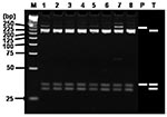 Thumbnail of Restriction fragment length polymorphism (RFLP) analysis of H2-products amplified with multiplex-nested primer set from seropositive sera. Ethidium bromide–stained polyacrylamide gels of AluI restriction endonuclease digestion of ≈230-bp rickettsial DNA amplified by using the nested primer H set WJ77/80 in the primary reactions and WJ79/83/78 in the nested reactions. Lanes: M, size marker DNA (25-bp DNA ladder); 1, H3-2; 2, H7-2; 3, H8-2; 4, H13-2; 5, H14-2; 6, H15-2; 7, H18-2; 8, H