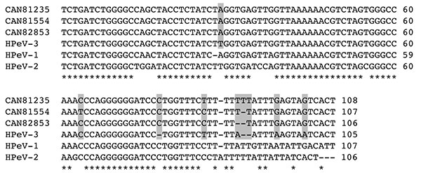 Comparison of the partial nucleotide sequences of human parechovirus (HPeV)-3 Canadian isolates no. 81235, 81554, and 82853 with reference sequences of HPeV-1, -2 and -3 (GenBank accession no. S45208, AF055846, and AB084913, respectively) for the 5′ untranslated region (5′ UTR; corresponding to nucleotides 595 to 699 of the HPeV-3 A308/99 strain, accession no. AB084913) (8,10). Asterisks denote identical nucleotides in all strains, whereas shaded nucleotides highlight differences between HPeV-3