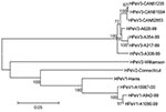 Thumbnail of Phylogenetic tree showing the relationship between human parechovirus (HPeV)-3 Canadian isolates no. 81235, 81554, and 82853 and other HPeV-3 (A628-99, GenBank accession no. AB112484; A354-99, no. AB112483; A317-99, no. AB112482; A308-99, no. AB084913), HPeV-2 (Williamson, no. AJ005695; Connecticut, no. AF055846) and HPeV-1 (Harris, no. S45208; A10987-00, no. AB112487; A942-99, no. AB112486; A1086-99, no. AB112485) strains based on amino acid differences in capsid proteins (VP0-VP3-