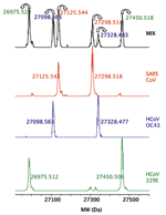 Thumbnail of Detection of 3 human coronavirus (CoV) in a mixture. The deconvoluted (neutral mass) mass spectra obtained for the RNA-dependent RNA polymerase primer for the 3 human CoV, HCoV-229E, HCoV-OC43, and severe acute respiratory syndrome–associated CoV, which were tested individually and in a mixture are shown. Forward and reverse amplicons are shown with the measured monoisotopic masses for each strand. Colors of the monoisotopic masses for the mixed spectra correspond to the individual 