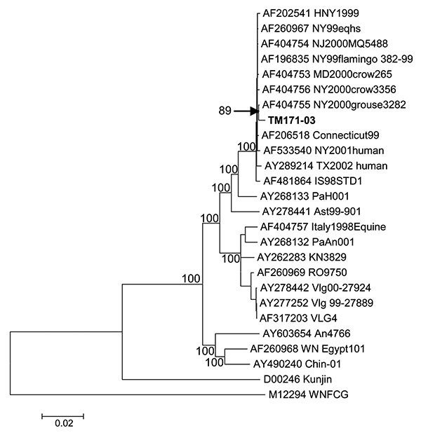 Neighbor-joining phylogenetic tree based on complete genome sequences of West Nile virus strains. Strain TM171-03 is indicated in bold text. The topology of maximum parsimony and maximum likelihood trees was essentially identical. Bayesian analysis also confirmed the close relationship between TM171-03 and NY00-grouse3282 sequences (data not shown). Bootstrap values are shown for major branches (500 replicates). GenBank accession numbers for sequences used to construct the tree are indicated on