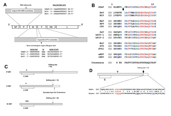 Angrem52 and Angrem104 appear to be paramyxovirus genes. A) Gene positions of a generic paramyxovirus and predicted genome position of Angrem104 (top), the phosphoprotein (P) gene, Angrem52 (bottom), the matrix protein (M) and fusion protein (F) genes. A potential editing site (nucleotides 783–795), which might allow production from the OPmV P gene of V and W/D proteins, is shown in genomic (negative) sense aligned with the proposed editing sites of Nipah virus (NC_002728) (1) and Hendra viruses