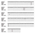 Thumbnail of Alignment of 302 nucleotide human metapneumovirus (HMPV) sequences amplified from brain and lung tissues of the patient and from the supernatant of infected Vero cell culture. Sequence of the HMPV strain NLD00-1 was used as a prototype sequence. Conditions of the reverse transcription–polymerase chain reaction were described elsewhere (5).