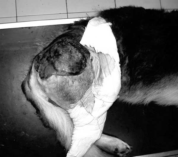 Unique cutaneous lesion on the right side of the hip in an 8 month-old German Shepherd. The lesion had appeared 4 months before this image was taken and had rapidly evolved into a large ulcer with draining tracts.