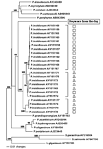 Thumbnail of Evolutionary tree of 37 internal transcribed spacer (ITS) and 5.8S rRNA sequences from oomycetes. Each sequence is identified by a Genbank accession number. Shown are 23 sequences from Pythium insidiosum from America (□) and Asia/Australia (△). The phylogram presented resulted from bootstrapped data sets (3) using parsimony analysis (heuristic search option in PAUP 4.0). This tree was identical to the consensus of 17 most parsimonious trees generated from the branch and bound algori