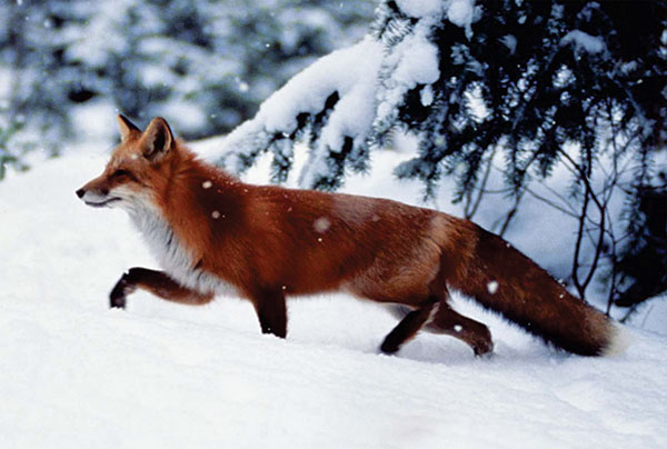 Foxes may be a reservoir of zoonotic agents such as rabies virus and the parasite Echinococcus multilocularis.