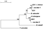 Thumbnail of Phylogenetic relationships of representative babesiae deposited in GenBank and detected in this study, inferred from multiple sequence alignment of complete 18S rRNA gene. Accession numbers of babesiae: Babesia EU1 from Ixodes ricinus ticks, AY553915; babesiae from roe deer 1, AY572457; babesiae from roe deer 2, AY572456; Babesia EU1 from human, AY046575; B. divergens, AY046576; B. odocoilei, AY046577; Babesia MO1, AY048113; B. caballi, Z15104; and Theileria annulata, M64243. The nu