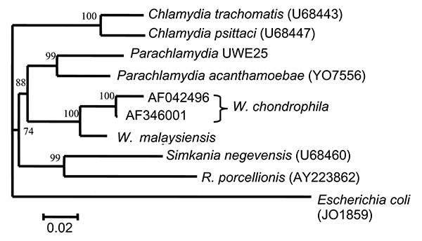 Phylogenetic relationships of Waddlia malaysiensis to other Chlamydiales.