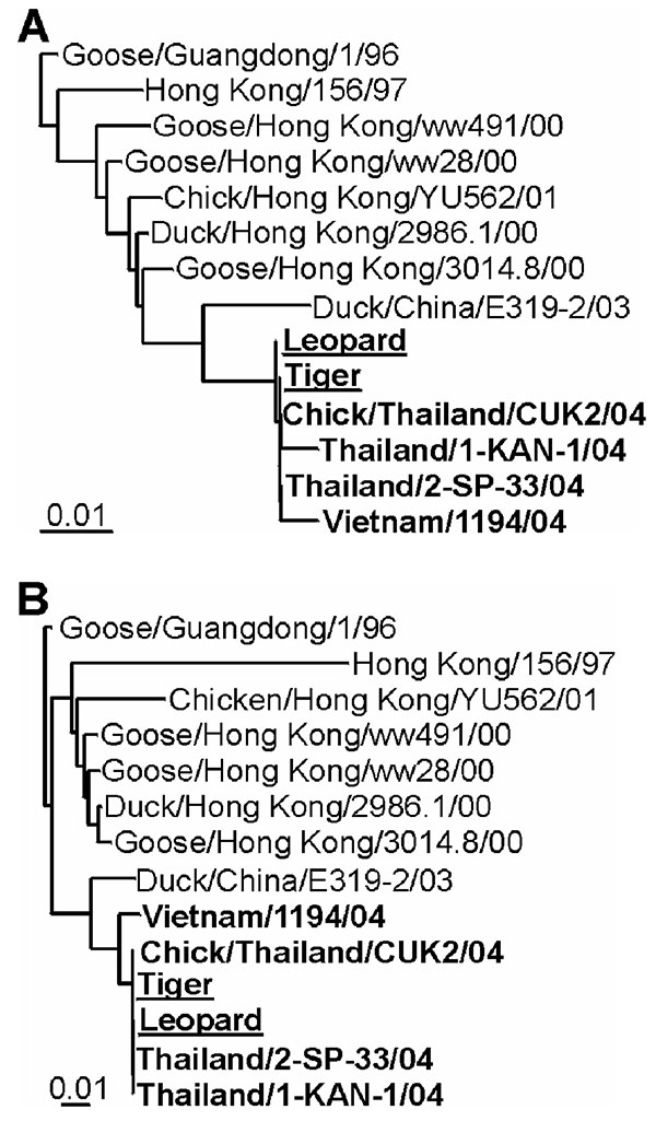 Phylogenetic comparison of zoo felid isolates with other H5N1 viruses. DNA maximum likelihood tree of hemagglutinin and neuraminidase sequences. Representative full-length Asian influenza A virus H5 (A) and N1 (B) sequences from 1996 to 2004 are shown with 2004 sequences in bold and leopard and tiger sequences underlined. Maximum likelihood trees were generated by using 100 bootstraps and three jumbles, and the resulting consensus trees were used as a user tree to recalculate branch lengths. The