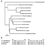 Thumbnail of (A) Phylogenetic tree showing relationships among 16S rDNA sequences of clinical isolate ROG140 and type strains of members of the former Micrococcus genus. Nocardia asteroides was included as an out-group organism. The scale bar represents 1% differences in nucleotide sequences. (B) Sequence alignment of 16S rDNA nucleotides 983-992 and 1003-1014 of Kytococcus sp. type strains (TS) and clinical isolate ROG140. K. schroeteri molecular signatures are boxed. Nucleotide numbering refer