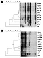 Thumbnail of Representative arbitrarily primed polymerase chain reaction (AP-PCR) patterns for Vibrio parahaemolyticus DNA from strains of the outbreaks in Chile and Southeast Asia and dendrogram illustrating the clustering of the patterns by similarity. The percentage of similarity is shown above the dendrogram. A and B are AP-PCR with primers P1 and P3, respectively. The corresponding isolates are indicated on the right. PMC and ATC correspond to isolates from the outbreaks in Puerto Montt and