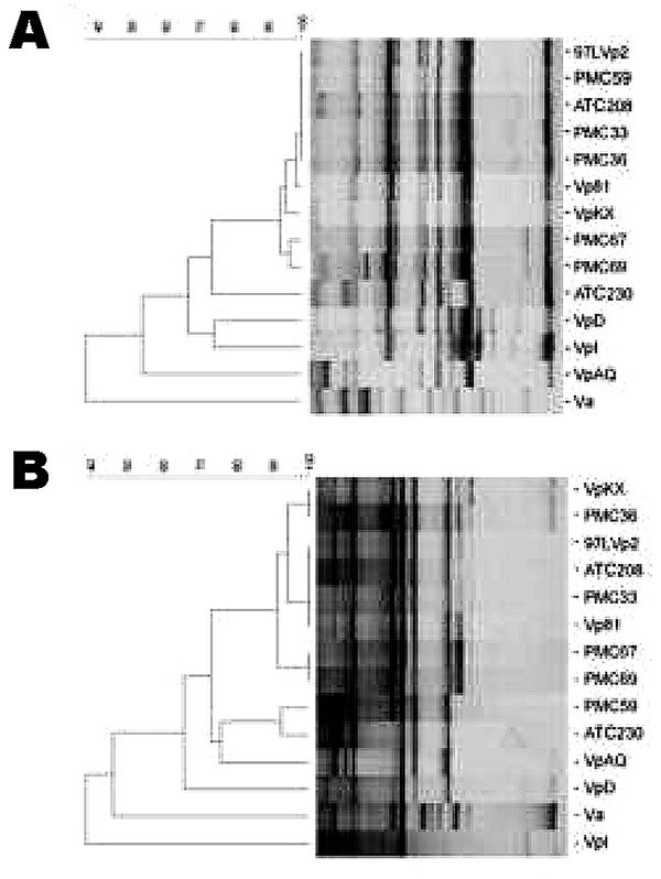 Representative arbitrarily primed polymerase chain reaction (AP-PCR) patterns for Vibrio parahaemolyticus DNA from strains of the outbreaks in Chile and Southeast Asia and dendrogram illustrating the clustering of the patterns by similarity. The percentage of similarity is shown above the dendrogram. A and B are AP-PCR with primers P1 and P3, respectively. The corresponding isolates are indicated on the right. PMC and ATC correspond to isolates from the outbreaks in Puerto Montt and Antofagasta,