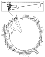 Thumbnail of Phylogenetic analysis of severe acute respiratory syndrome–associated coronavirus S-gene. Nucleotide sequences of S genes (from 21491 to 25258 and 3768 bp in length) were compared. The result was displayed with MEGA-2 program and based on 125 complete S-gene sequences from GenBank.