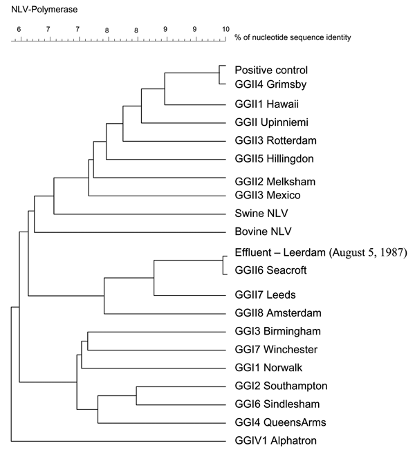 Phylogenetic analysis of the positive stool sample, the 1987 effluent sample, and referenced norovirus strains based on 145 nt of the RNA-dependent RNA polymerase sequence.