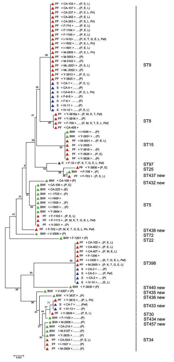 Unrooted tree showing the phylogenetic relationships among Staphylococcus aureus isolates from pig farmers (PF), bank or insurance workers (BIW), and swine (S). The tree was obtained by the neighbor-joining method, based on the comparison of partial sequences of 7 housekeeping genes (arcC, aroE, glpF, gmk, pta, tpi, and yqiL). Values (in percentages) above the lines indicate how the tree's branches are supported by the results of bootstrap analysis. Scale bar = accumulated changes per nucleotide