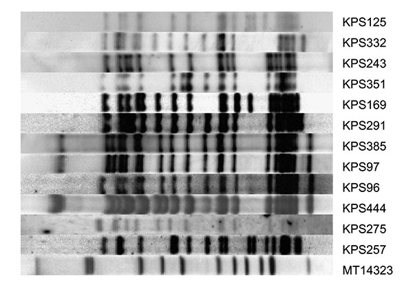 Restriction fragment length polymorphism patterns of 12 Beijing strains from Karonga District, Malawi. All strains were &gt;79% related to at least 1 of the other Beijing strains found in the district. Strain MT14323 is a reference strain.