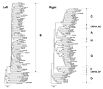 Thumbnail of Phylogenetic analysis of pol sequences derived from pregnant women infected with HIV-1. Trees were constructed by using the neighbor-joining method as described in Patients and Methods. A transition/transversion ratio of 2 was used and 1,000 bootstrap resamplings were performed. Left panel: Subgrouping with clade B HIV-1. Right panel: Grouping with non-B HIV. Reference sequences (REF) were obtained from the Los Alamos National Laboratory database (2001) (8). The scale bar represents