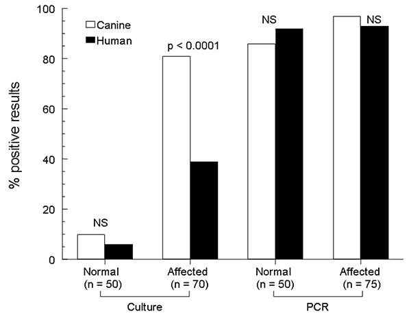 Rates of detection of Malassezia pachydermatis on canine and human skin by 2 laboratory techniques. A normal group of dogs and a group known to harbor M. pachydermatis infection, paired with their respective owners, are represented. NS, nonsignificant; PCR, polymerase chain reaction.