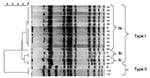Thumbnail of Dendrogram obtained by unweighted pair group method using arithmetic averages clustering of the pulsed-field gel electrophoresis–XbaI patterns of serovar Typhimurium strains isolated from cats on the basis of the Dice coefficient.