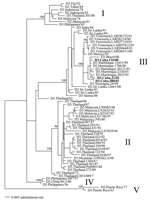 Thumbnail of Maximum likelihood (ML) phylogenetic tree showing the evolutionary relationships among the E gene sequences of 64 strains of DENV-3. All branch lengths are drawn to scale, and tree was rooted using strains from the Puerto Rico 1960s epidemic, which always appear as the most divergent. Bootstrap support values are shown for key nodes only; the Cuban isolates are designated by bold type. See Table A1 for GenBank accession numbers of the other DENV-3 strains used in this analysis.