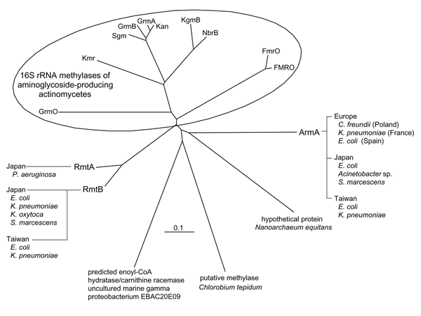 Phylogenic relationship among the 16S rRNA methylases. Each amino acid sequence was subjected to the analysis referred to the following sources: FmrO, accession no. JN0651; Kmr, accession no. AB164642; GrmA, accession no. M55520; GrmB, accession no. M55521; GrmO, accession no. AY524043; Kan, accession no. AJ414669; Sgm, accession no. A45282; KgmB, accession no. S60108; NbrB, accession no. AF038408; FMRO, Q08325; RmtA, (6); RmtB, (7); ArmA, (8); predicted enoyl-CoA hydratase/carnithine racemase o