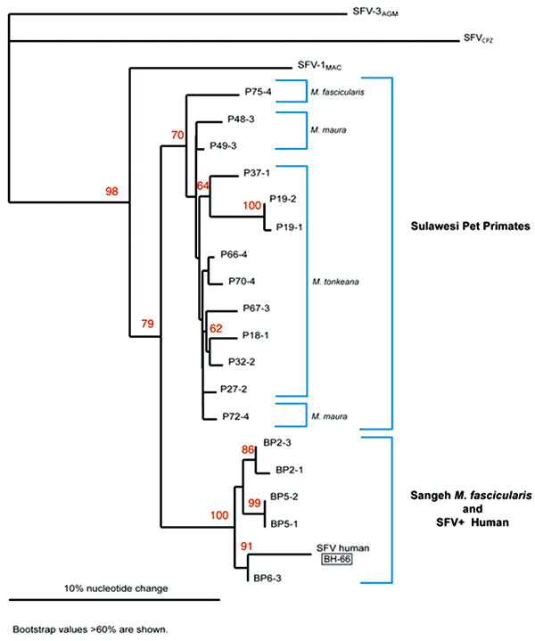 Phylogenetic analysis of simian foamy virus (SFV) DNA from several species of Indonesian primates and an infected human. BP 2, 5, and 6 represent Sangeh monkey temple macaques (Macaca fascicularis). P 18, 19, 27, 32, 37, 66, 67, and 70 are pet macaques (M. tonkeana) from Sulawesi, Indonesia. P48, 49 and 72 are pet macaques (M. maura) from Sulawesi, Indonesia. P75 is a pet M. fascicularis macaque from Sulawesi, Indonesia. All Sulawesi pet primate samples were collected during 2000. SFV-1mac repre