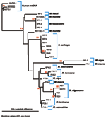 Thumbnail of Phylogenetic analysis of mitochrondrial (mt) DNA from nonhuman primates and humans. mtDNA was amplified and sequenced from the simian foamy virus–infected person (BH66), 2 human controls (Hu702 and Hu715), M. mulatta (Rh15454, 18511,18512, 18513,18514,18515, 11363, 9649), M. fascicularis (BP2, 4, 5, 6), M. nemestrina (P46), M. tonkeana (P18,39,40), M. maura (P44, 73), M. nigra (P79, M1); M. nigrescens (M27, 28), and M. hecki (M7). The mtDNA tree was created with the neighbor-joining