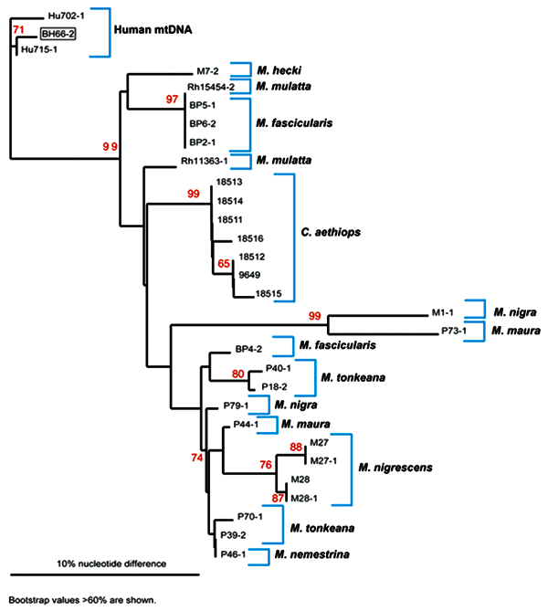 Phylogenetic analysis of mitochrondrial (mt) DNA from nonhuman primates and humans. mtDNA was amplified and sequenced from the simian foamy virus–infected person (BH66), 2 human controls (Hu702 and Hu715), M. mulatta (Rh15454, 18511,18512, 18513,18514,18515, 11363, 9649), M. fascicularis (BP2, 4, 5, 6), M. nemestrina (P46), M. tonkeana (P18,39,40), M. maura (P44, 73), M. nigra (P79, M1); M. nigrescens (M27, 28), and M. hecki (M7). The mtDNA tree was created with the neighbor-joining method with 