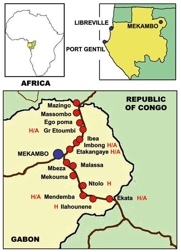Locations of the main towns of Gabon (Libreville and Port Gentil) and the villages in the Ebola virus–epidemic area during the 2001–2002 outbreak in Gabon. The villages where human cases of Ebola infection were observed are indicated by “H.” The villages where both human patients and infected animal carcass were observed are indicated by “H/A.”