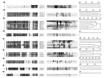 Thumbnail of Spoligotype dendrograms generated by clustered Mycobacterium tuberculosis strains after computer analysis compared with the corresponding dendrograms of IS6110 DNA fingerprints.