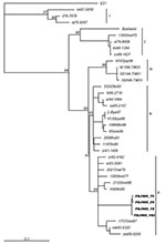 Thumbnail of Phylogenetic tree based on complete VP1 sequences among FDJS03 isolates and other strains of echovirus 30 from different geographic and temporal origins. The neighbor-joining method was used to construct the tree. Numbers at the nodes represent the percentage of 100 bootstrap pseudoreplicates that contained clusters distal to the node. Prototype strain Farina of echovirus 21 (shown as E21) was included as the outgroup, but the tree is unrooted.